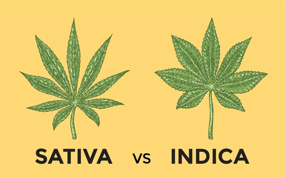 sativa vs indica